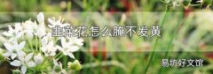 韭菜花怎么腌不发黄