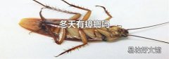 冬天有蟑螂吗