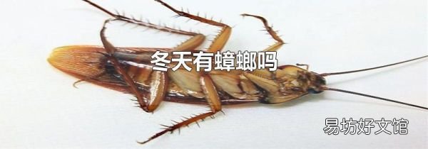 冬天有蟑螂吗