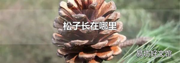 松子长在哪里