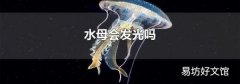 水母会发光吗