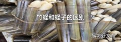 竹蛏和蛏子的区别