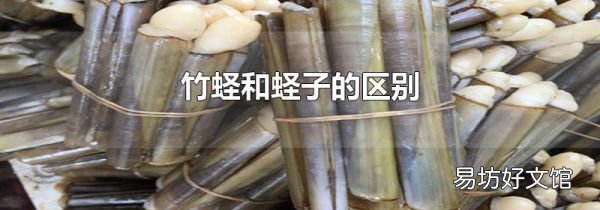 竹蛏和蛏子的区别