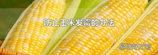 防止玉米发霉的办法