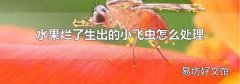 水果烂了生出的小飞虫怎么处理