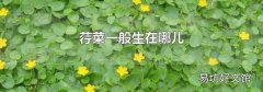 荇菜一般生在哪儿