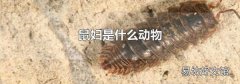 鼠妇是什么动物
