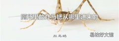 厕所里的灶马蟋从哪里进来的