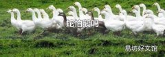 蛇怕鹅吗