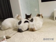 什么快遞可以寄寵物 順豐快遞寄狗狗多少錢
