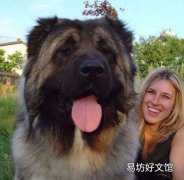 狗誤食老鼠藥多久會死 狗狗吃了老鼠藥怎么急救