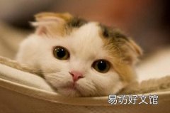 母貓絕育多少錢 母貓絕育貴還是公貓貴