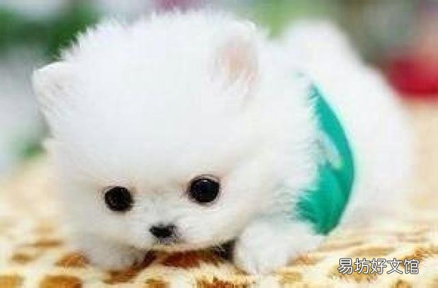 茶杯犬多少錢一只 茶杯犬怎樣養(yǎng) 如何飼養(yǎng)茶杯犬