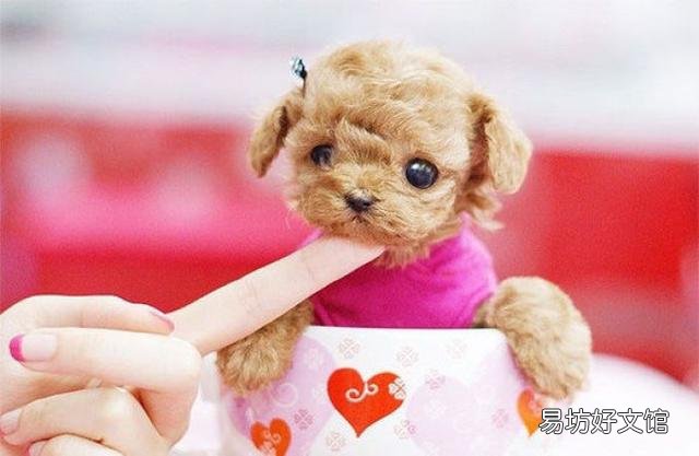 茶杯犬多少錢一只 茶杯犬怎樣養(yǎng) 如何飼養(yǎng)茶杯犬