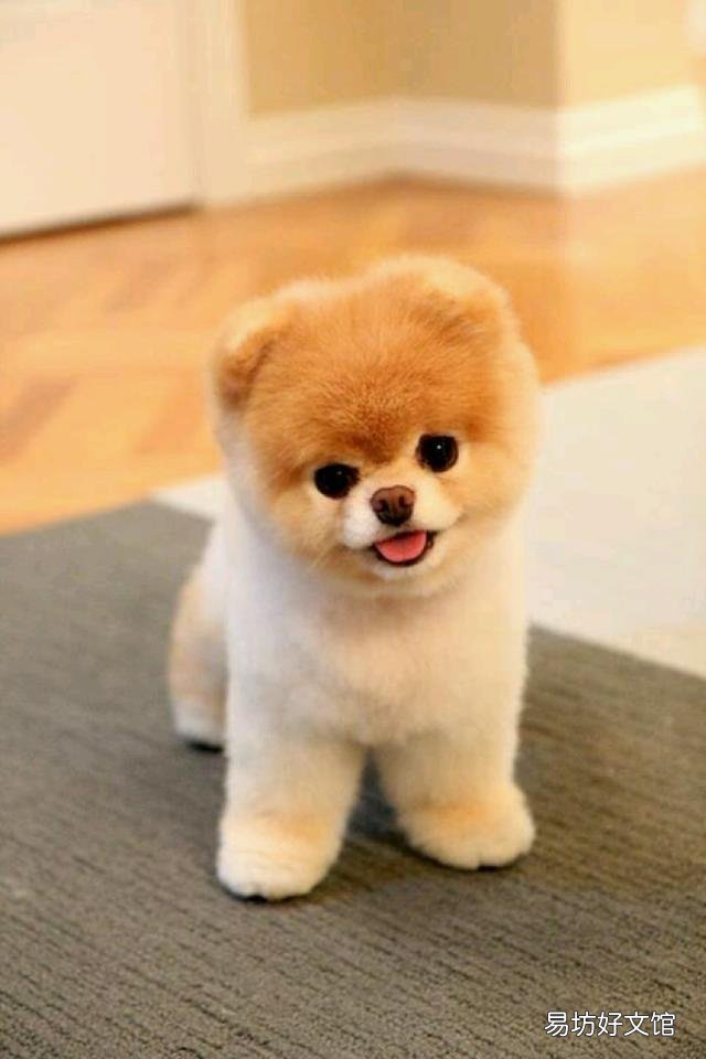 茶杯犬多少錢一只 茶杯犬怎樣養(yǎng) 如何飼養(yǎng)茶杯犬