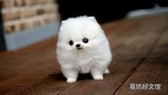 茶杯犬多少錢一只 茶杯犬怎樣養(yǎng) 如何飼養(yǎng)茶杯犬