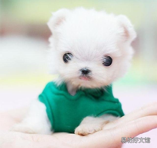 茶杯犬多少錢一只 茶杯犬怎樣養(yǎng) 如何飼養(yǎng)茶杯犬