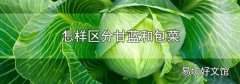 怎样区分甘蓝和包菜