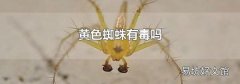黄色蜘蛛有毒吗