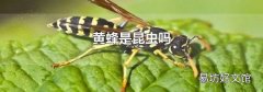 黄蜂是昆虫吗