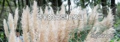 芦苇的寓意和象征