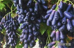 蓝宝石葡萄几年结果 蓝宝石葡萄的种植方法
