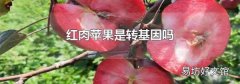 红肉苹果是转基因吗