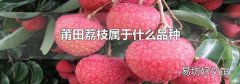 莆田荔枝屬于什么品種