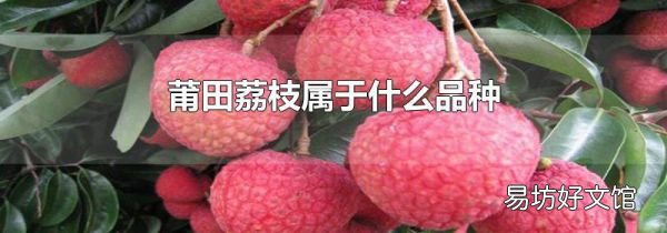 莆田荔枝屬于什么品種
