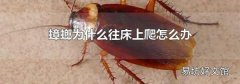 蟑螂为什么往床上爬怎么办