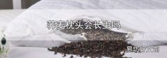 荞麦枕头会长虫吗