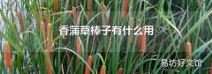 香蒲草棒子有什么用