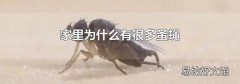 家里為什么有很多蚤蠅