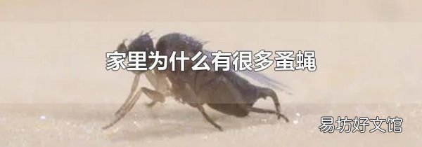 家里為什么有很多蚤蠅