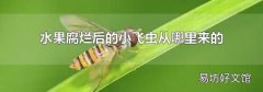 水果腐烂后的小飞虫从哪里来的