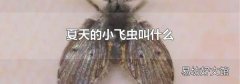 夏天的小飞虫叫什么