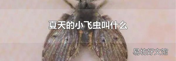 夏天的小飛蟲叫什么