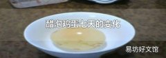 醋泡鸡蛋七天的变化