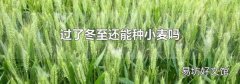 过了冬至还能种小麦吗