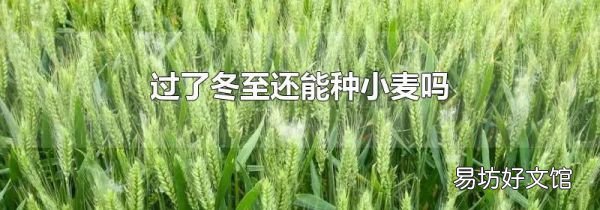过了冬至还能种小麦吗