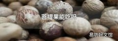菩提果能吃吗