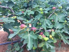 威海无花果几月份成熟 无花果什么样可以采摘