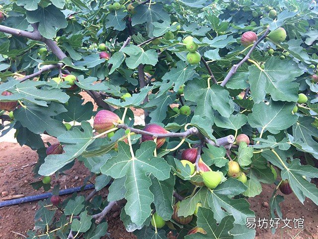 威海无花果几月份成熟 无花果什么样可以采摘