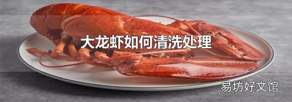 大龍蝦如何清洗處理