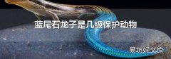 藍(lán)尾石龍子是幾級(jí)保護(hù)動(dòng)物