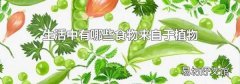 生活中有哪些食物來自于植物