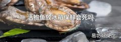 活鮑魚放冰箱保鮮會死嗎