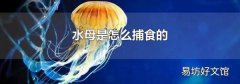 水母是怎么捕食的