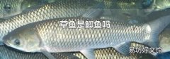 草魚(yú)是鯽魚(yú)嗎