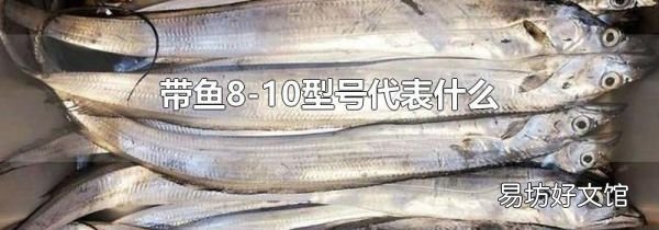 帶魚(yú)8-10型號(hào)代表什么
